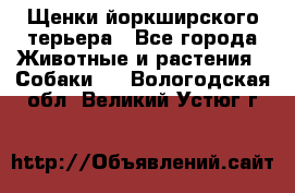 Щенки йоркширского терьера - Все города Животные и растения » Собаки   . Вологодская обл.,Великий Устюг г.